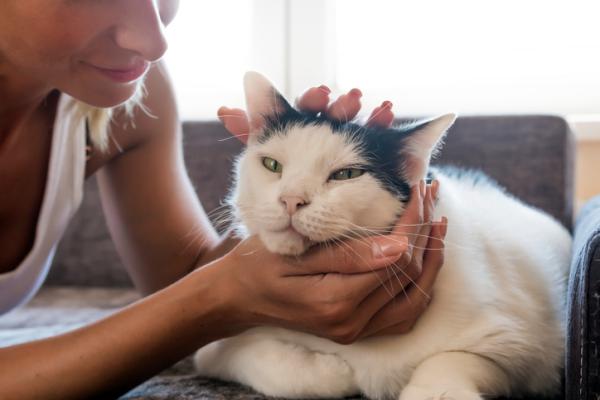 Oppkast og diaré hos katter - Årsaker, behandling og hjemmemedisiner - Hjemmemidler mot oppkast og diaré hos katter