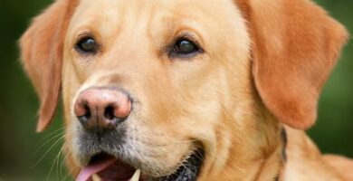 Alternative terapier for hunder med kreft