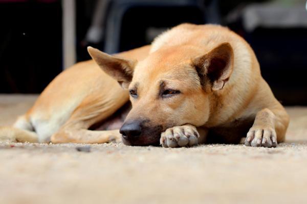 Cold Tail Syndrome hos hunder arsaker symptomer og behandling