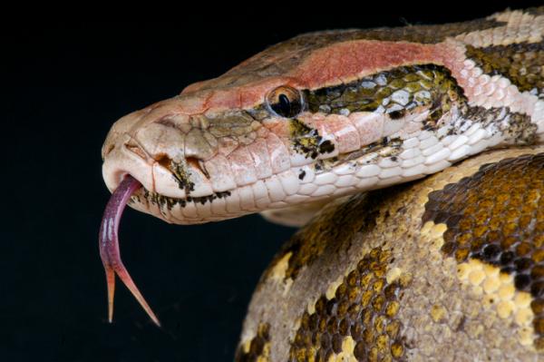 De 10 storste slangene i verden