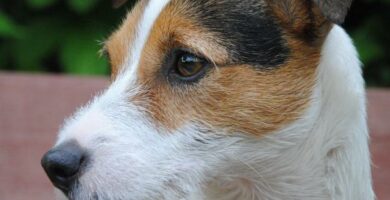 Dovhet hos hunder arsaker symptomer og behandling