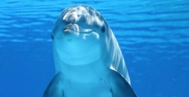 Er delfinen et pattedyr eller en fisk
