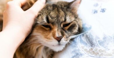 Feline triaditt – Symptomer og behandling
