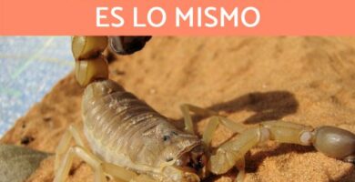 Forskjeller mellom en skorpion og en skorpion