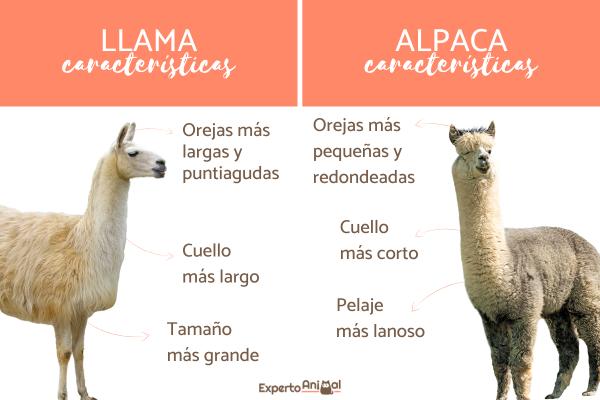 Forskjeller mellom lama og alpakka