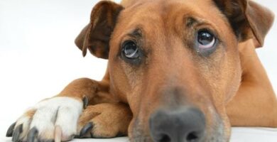 Hormonelle svulster hos hunder