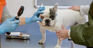 Horners syndrom hos hunder Symptomer og behandling