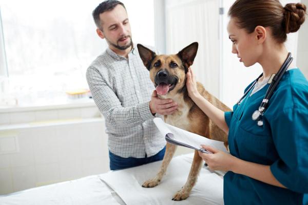 Hoy urea hos hunder Symptomer og behandling