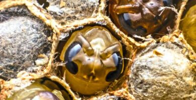 Hvordan blir bier fodt