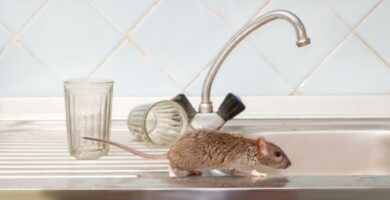Hvordan drive bort rotter