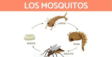 Hvordan formerer og klekkes mygg
