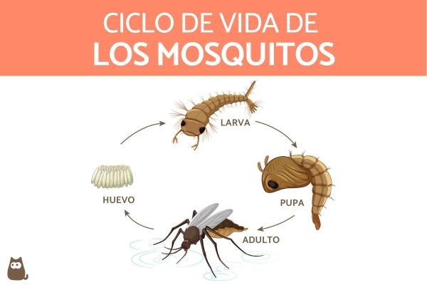 Hvordan formerer og klekkes mygg