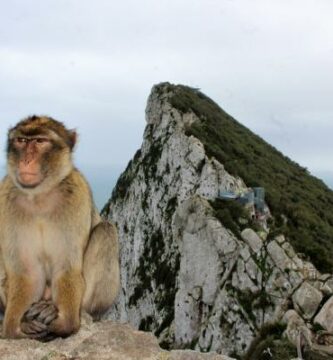 Hvorfor er det aper pa Gibraltarklippen