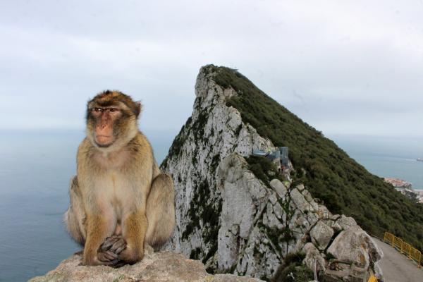 Hvorfor er det aper pa Gibraltarklippen