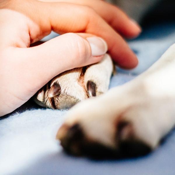 Interdigitale cyster hos hunder Symptomer og behandling