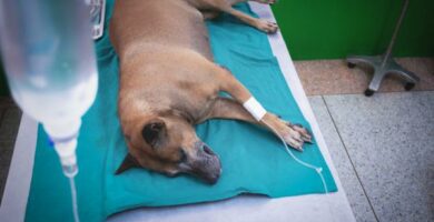 Kjemoterapi hos hunder bivirkninger og medisiner