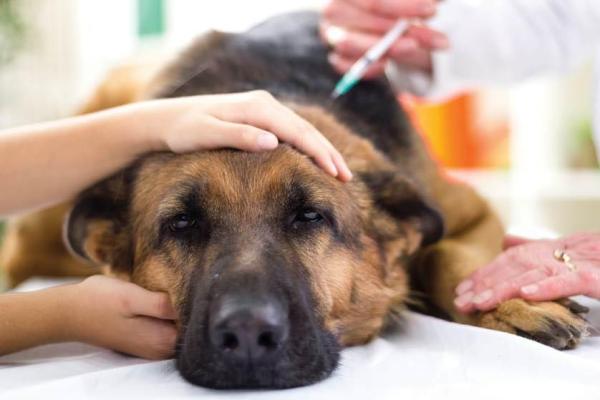 Magetorsjon hos hunder Symptomer og behandling