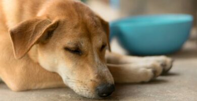 Malabsorpsjonssyndrom hos hunder – diagnose og behandling