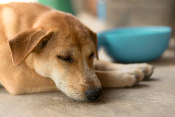 Malabsorpsjonssyndrom hos hunder – diagnose og behandling
