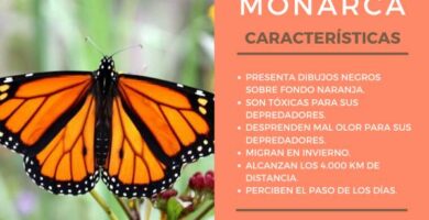Monark sommerfugl egenskaper