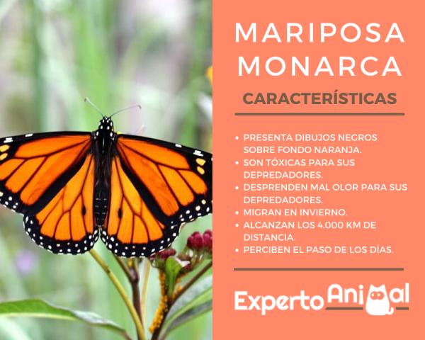 Monark sommerfugl egenskaper