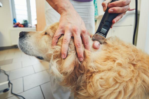 Mykvevssarkom hos hunder Symptomer og behandling