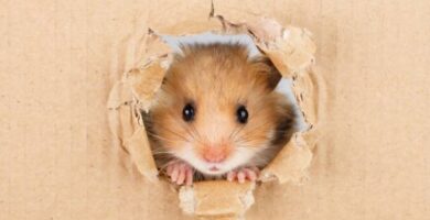 Nysgjerninger om hamstere
