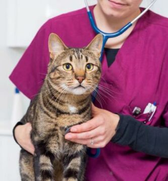 Oppkast og diare hos katter Arsaker behandling og hjemmemedisiner