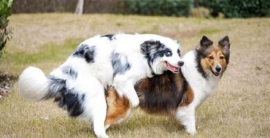 Overforbar venerisk svulst hos hunder TVT Symptomer og behandling