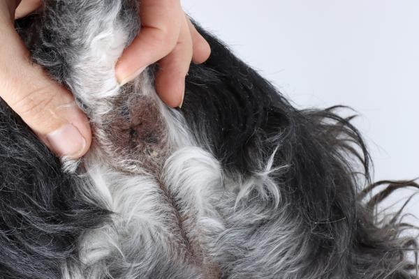Perianal svulst hos hunder Symptomer og behandling