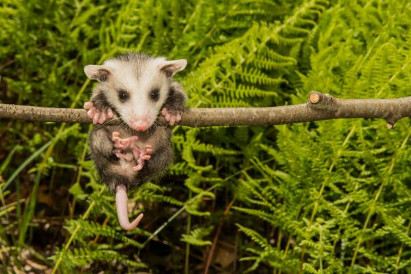 Possums Typer egenskaper kosthold og habitat