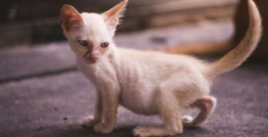 Rakitt hos katter Symptomer og behandling