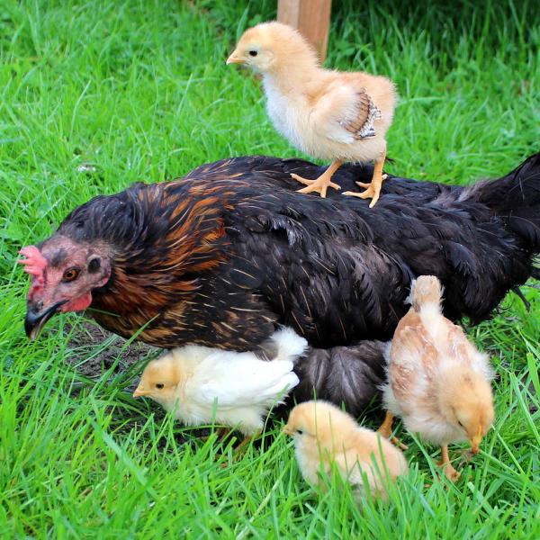 Reproduksjon av kyllinger