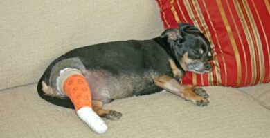 Rivning av korsband hos hunder – kirurgi behandling og restitusjon