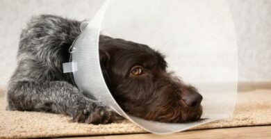 Seroma hos hunder Symptomer og behandling