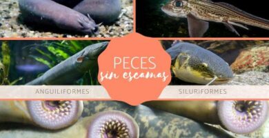 Skalelos fisk – typer navn og eksempler