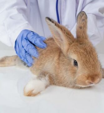 Vestibulaert syndrom hos kaniner Symptomer og behandling
