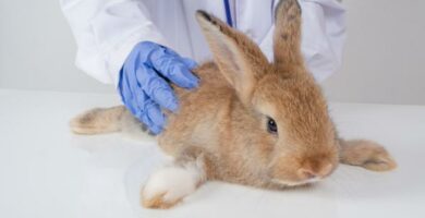 Vestibulaert syndrom hos kaniner Symptomer og behandling
